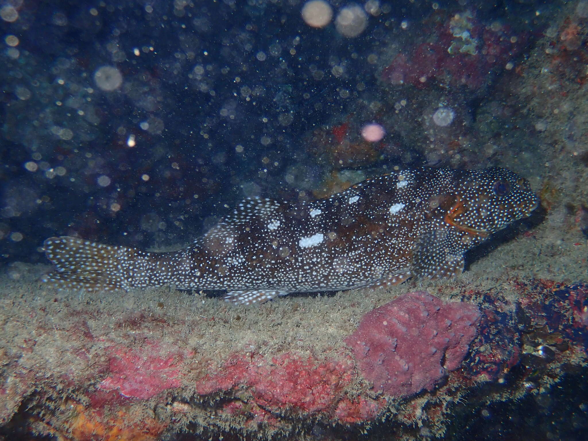 Image of Notchheaded marblefish