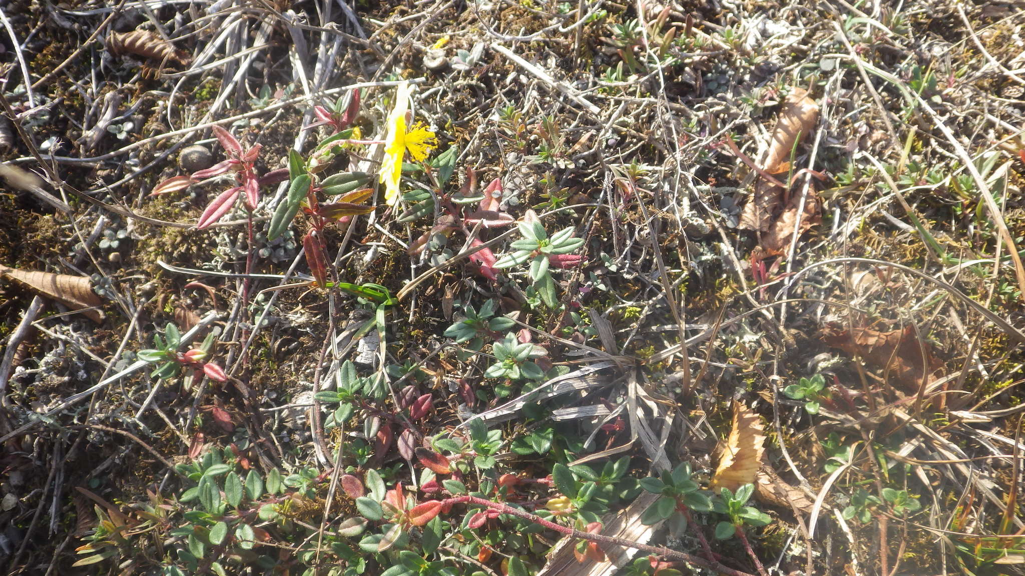 Image of Helianthemum nummularium subsp. grandiflorum (Scop.) Schinz & Thell.