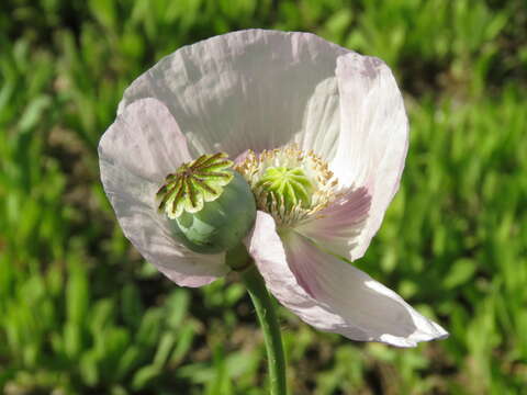 Sivun Papaver somniferum subsp. somniferum kuva