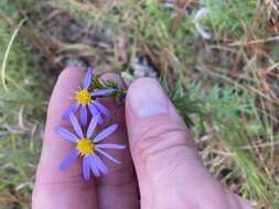 Image of Ionactis repens G. L. Nesom