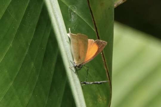 Imagem de Loxura cassiopeia Distant 1884