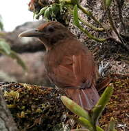 Dendrexetastes rufigula devillei (Lafresnaye 1850)的圖片