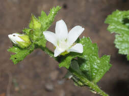 Image of Anisodontea biflora (Desr.) D. M. Bates