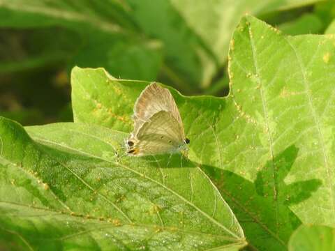 Imagem de Catochrysops