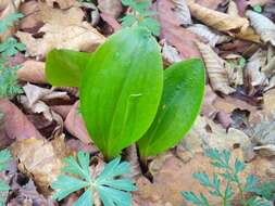 Image of Lilium distichum Nakai ex Kamib.