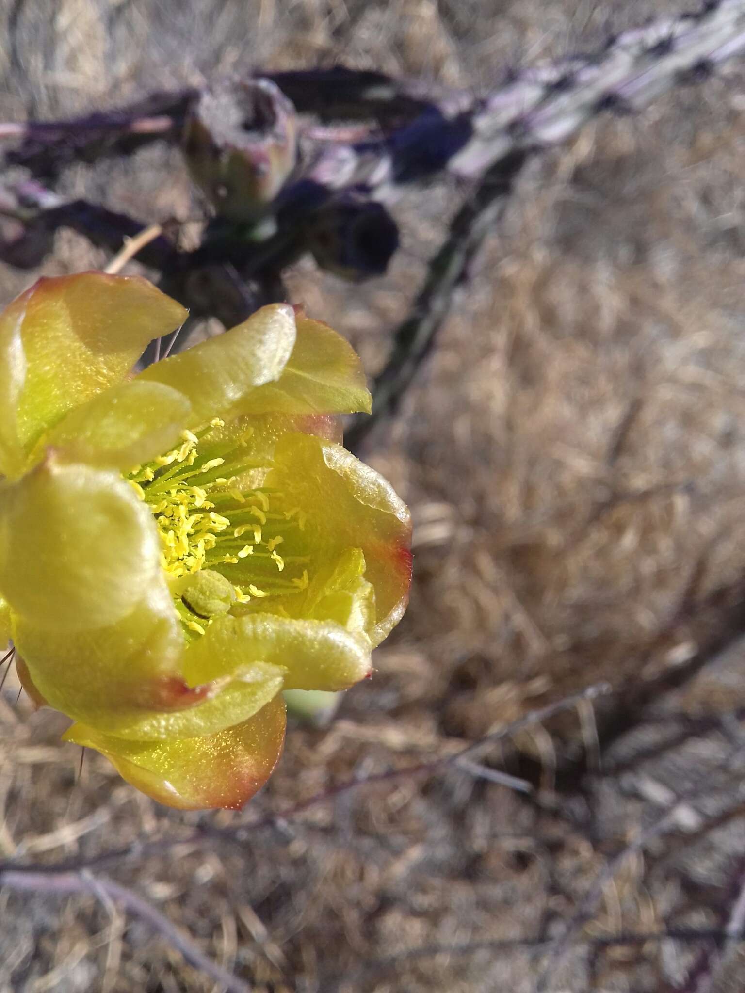 Imagem de Cylindropuntia thurberi (Engelm.) F. M. Knuth