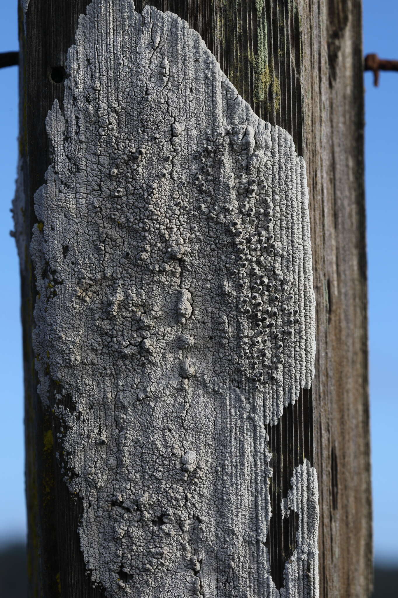 Image of California thelomma lichen