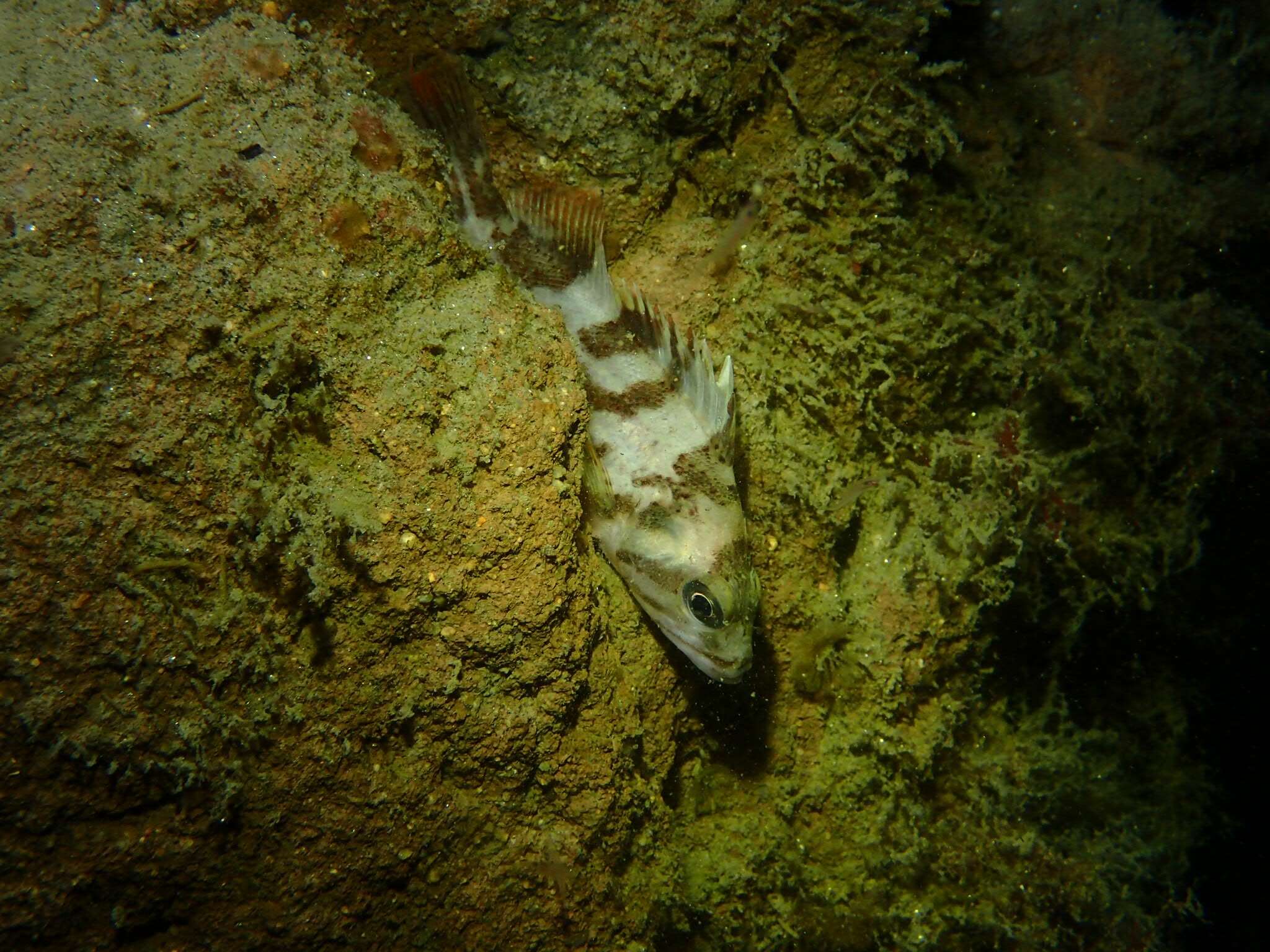 Image of Calico rockfish