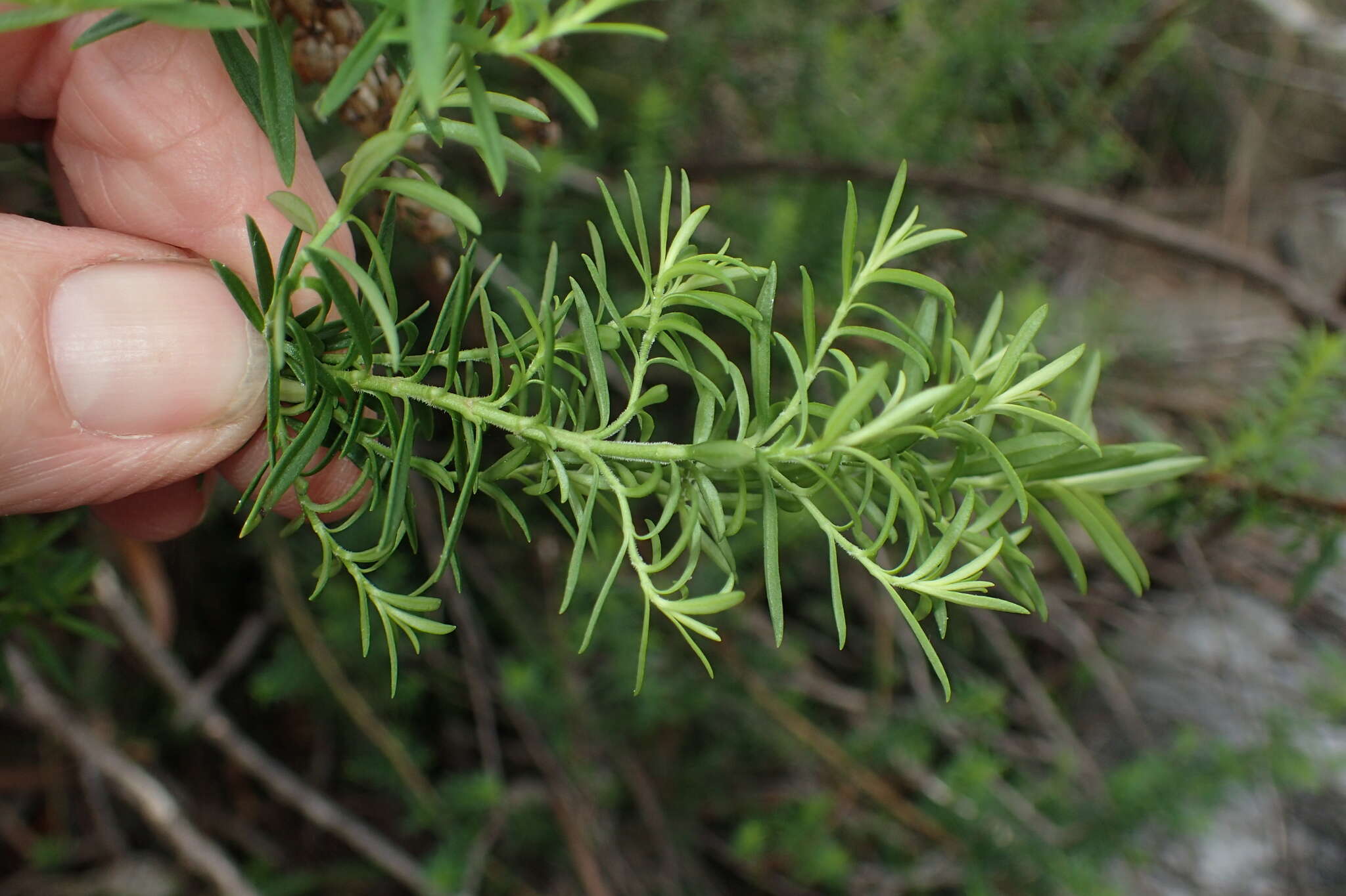 Image of Veronica formosa R. Br.