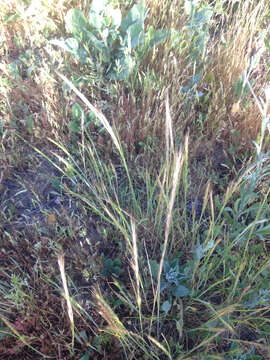 Image of rat's-tail fescue