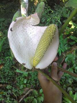 Image of Monstera dubia (Kunth) Engl. & K. Krause