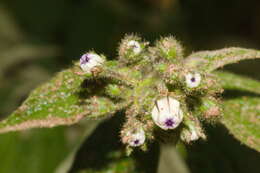 Image of Solanum concinnum Schott ex Sendtn.