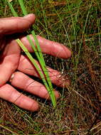 Image of Ixia odorata Ker Gawl.