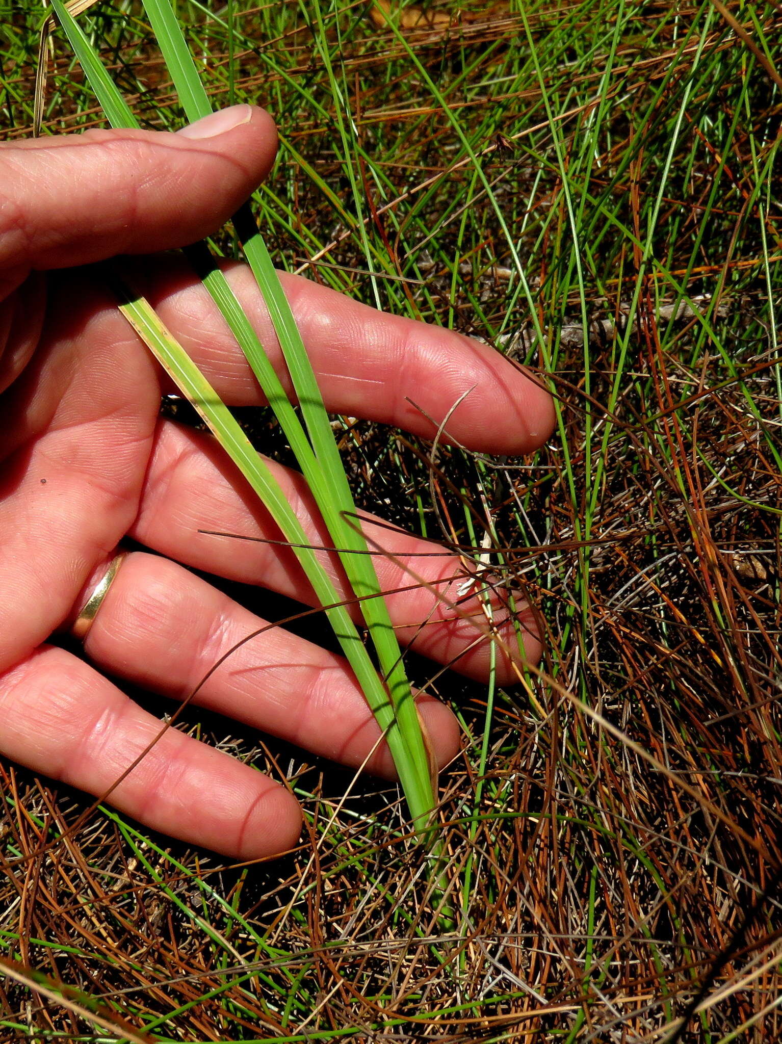 Image of Ixia odorata Ker Gawl.