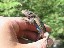 Image of Anahuacan Bunchgrass Lizard