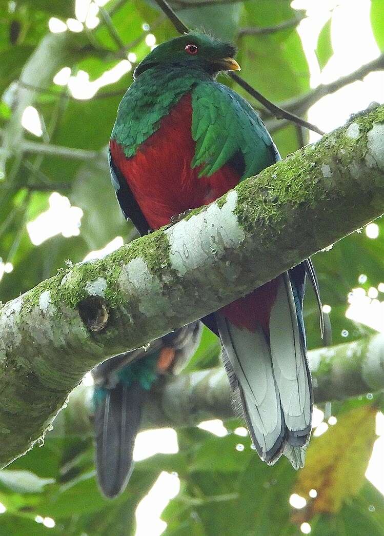 Image of Crested Quetzal