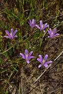 Image of Brodiaea sierrae R. E. Preston