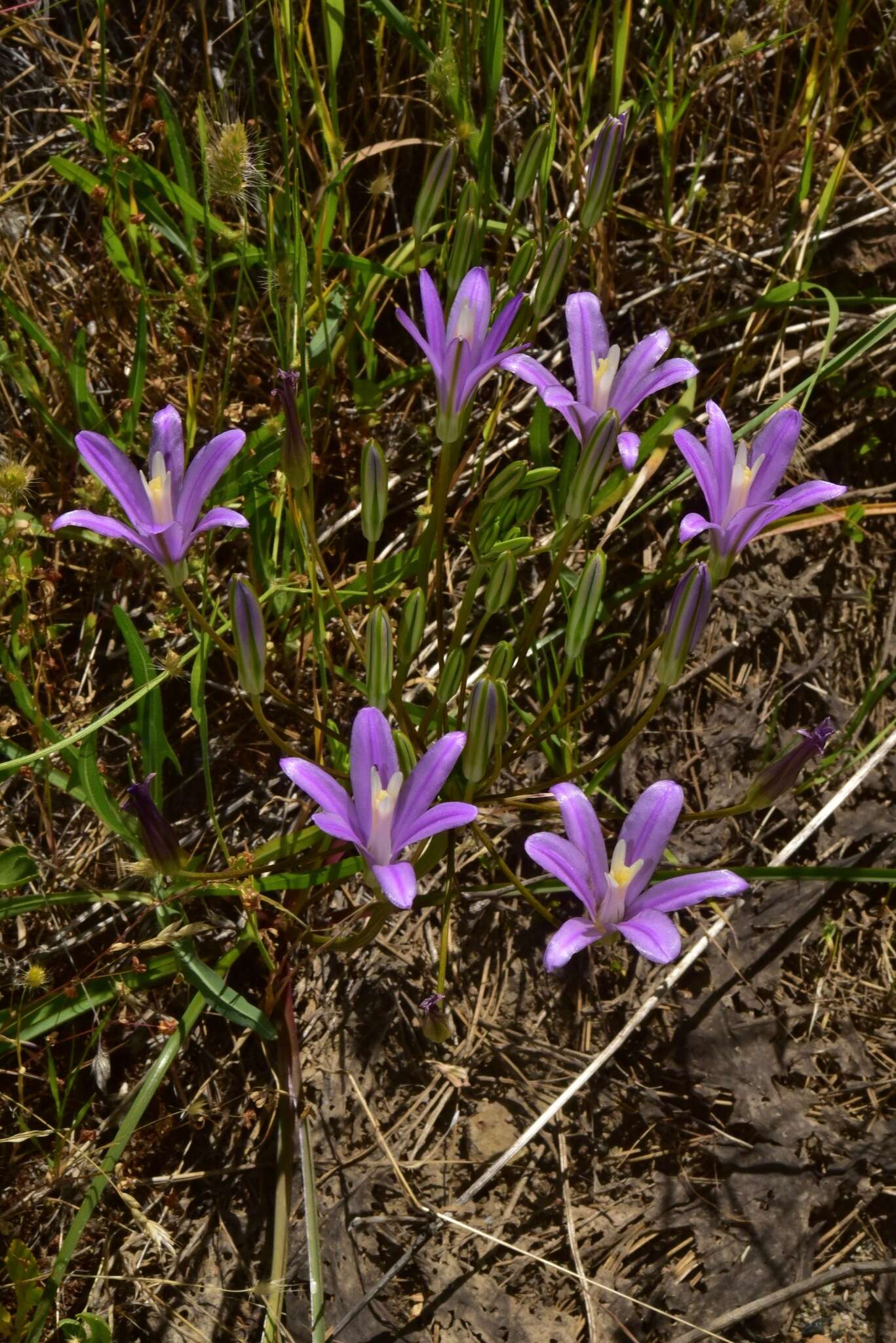 Sivun Brodiaea sierrae R. E. Preston kuva