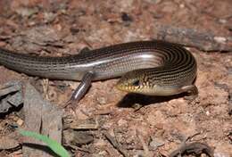 صورة Chalcides parallelus Doumergue 1901