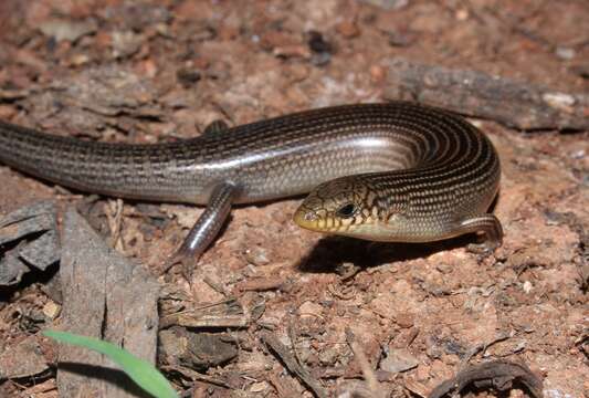 Image of Chafarinas' Skink