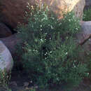 صورة Antherothamnus pearsonii N. E. Brown