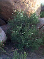 صورة Antherothamnus pearsonii N. E. Brown