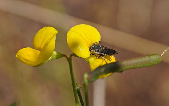 Image of Coelioxys afra Lepeletier 1841