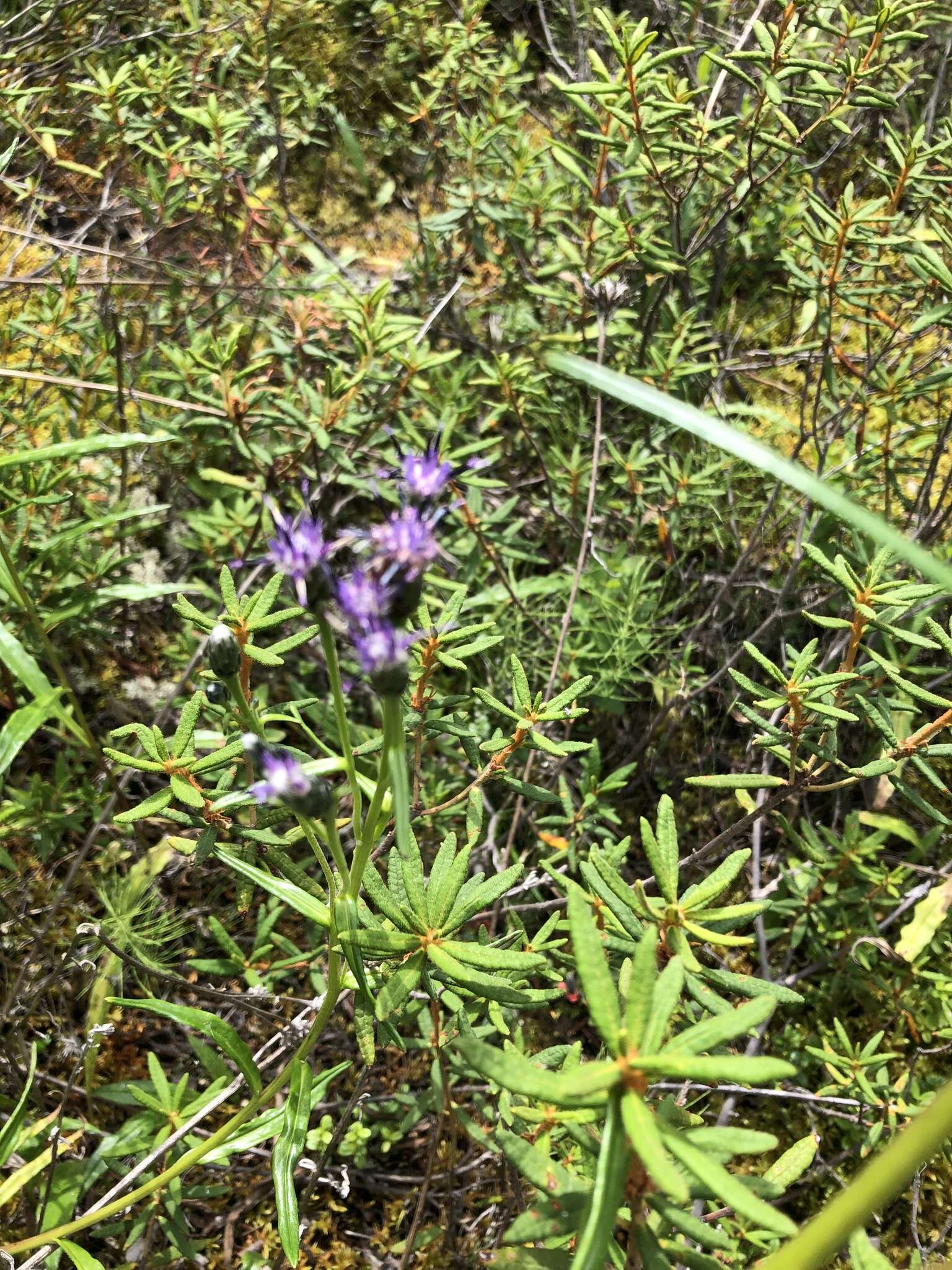 Sivun <i>Saussurea <i>angustifolia</i></i> var. angustifolia kuva