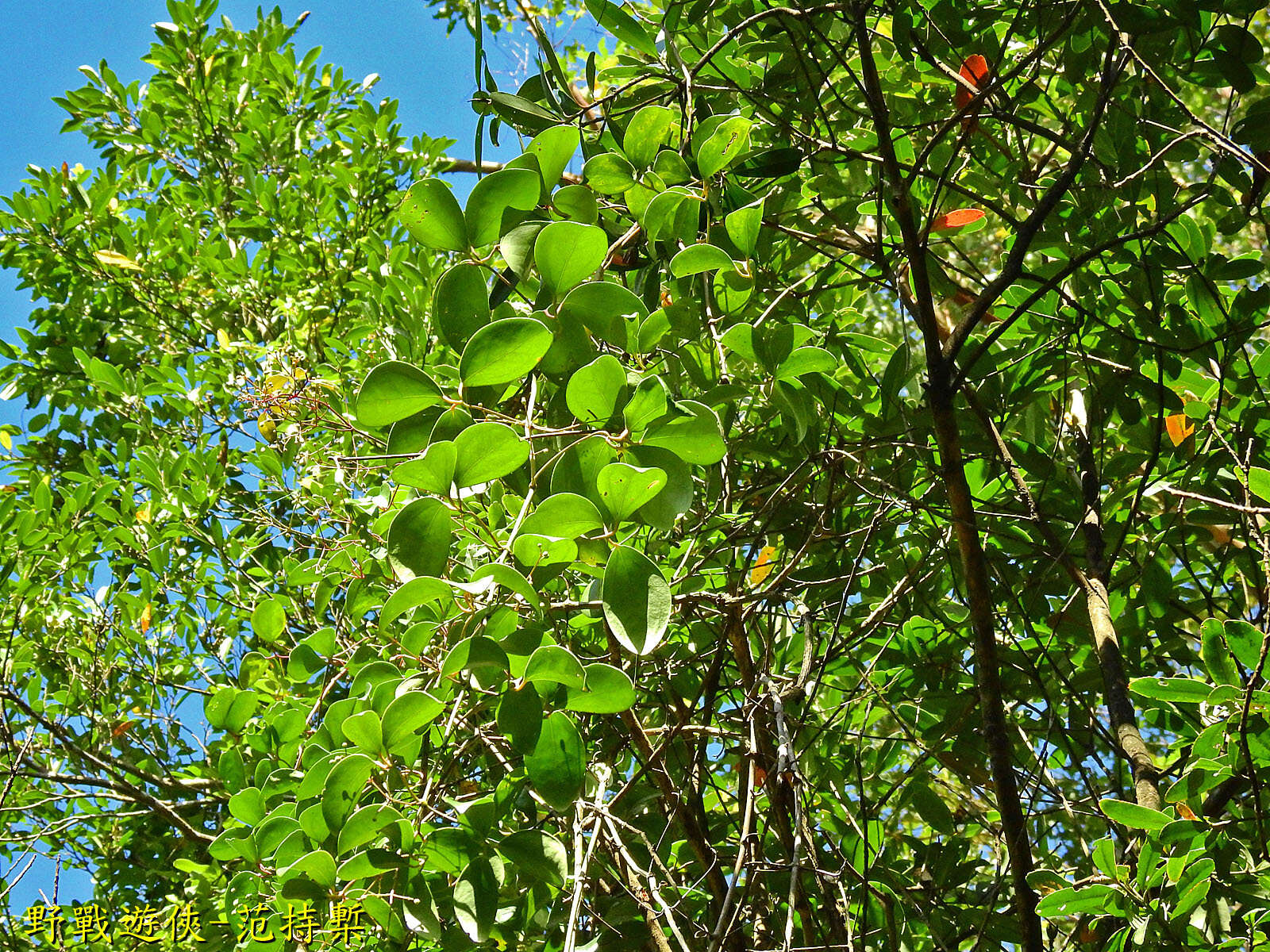 صورة Clematis crassifolia Benth.