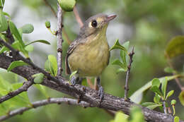 Image of Cuban Vireo