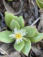 Image of Delosperma lebomboense (L. Bol.) Lavis