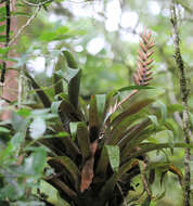 Image de Pseudalcantarea viridiflora (Beer) Pinzón & Barfuss