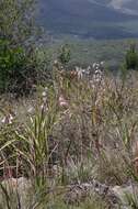 Image of Watsonia knysnana L. Bolus