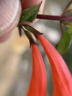 Image of Clinopodium mexicanum (Benth.) Govaerts