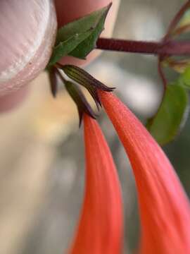 Image of Clinopodium mexicanum (Benth.) Govaerts