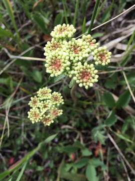 صورة Eriogonum umbellatum var. majus Hooker