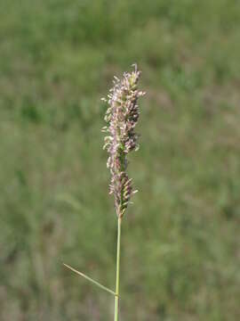 Image de Aeluropus littoralis (Gouan) Parl.