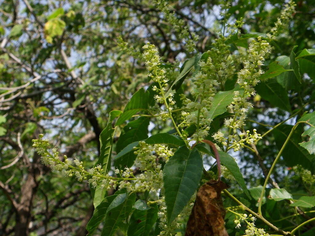 Image of Thouinia acuminata S. Watson