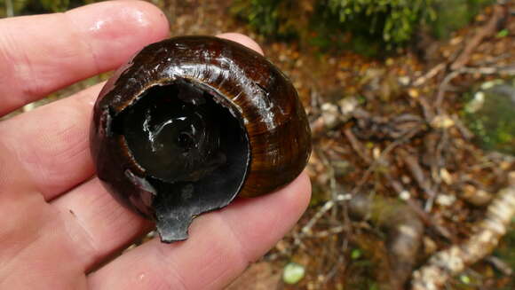 Image of Powelliphanta hochstetteri consobrina (Powell 1936)