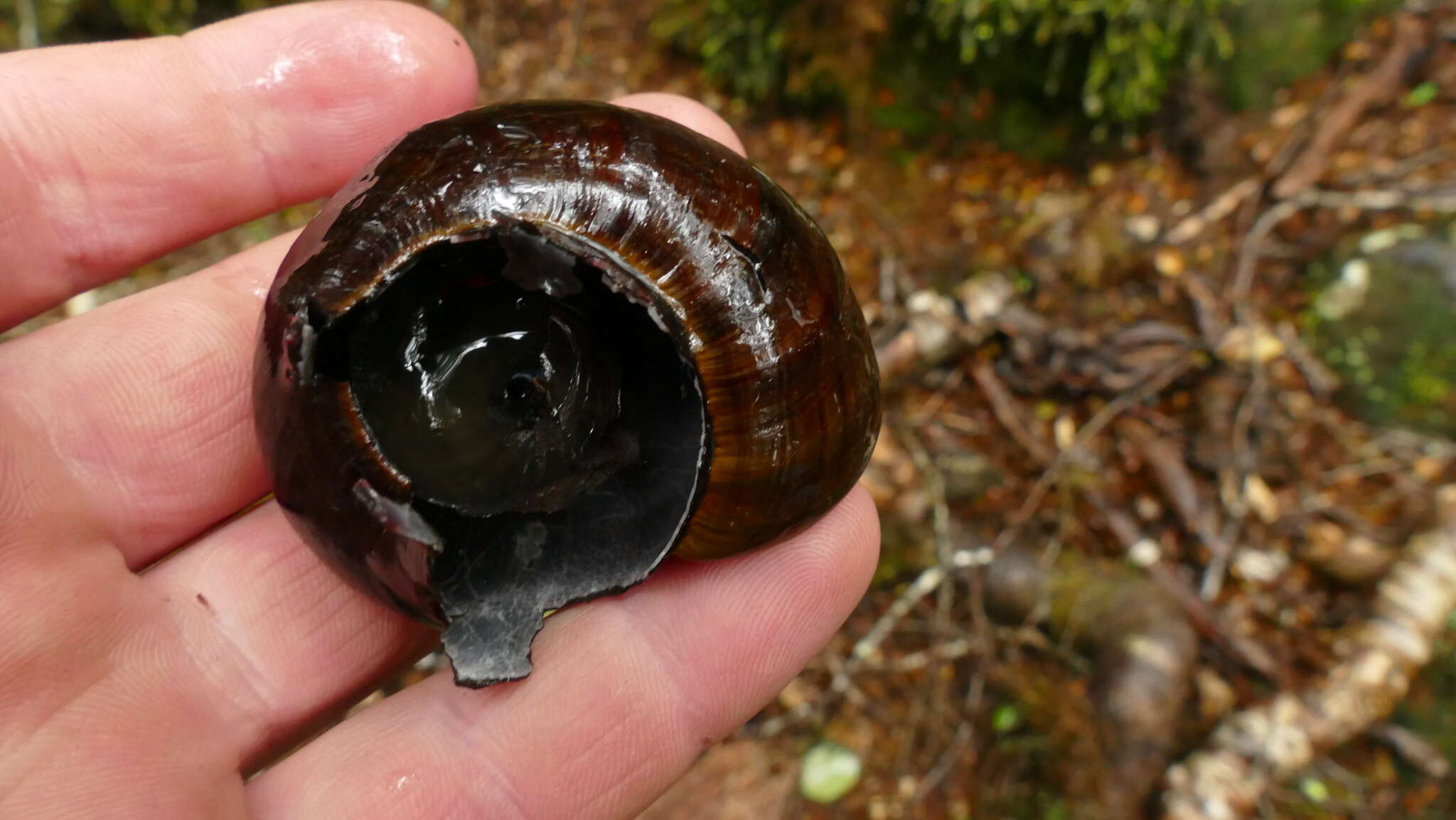 Image of Powelliphanta hochstetteri consobrina (Powell 1936)