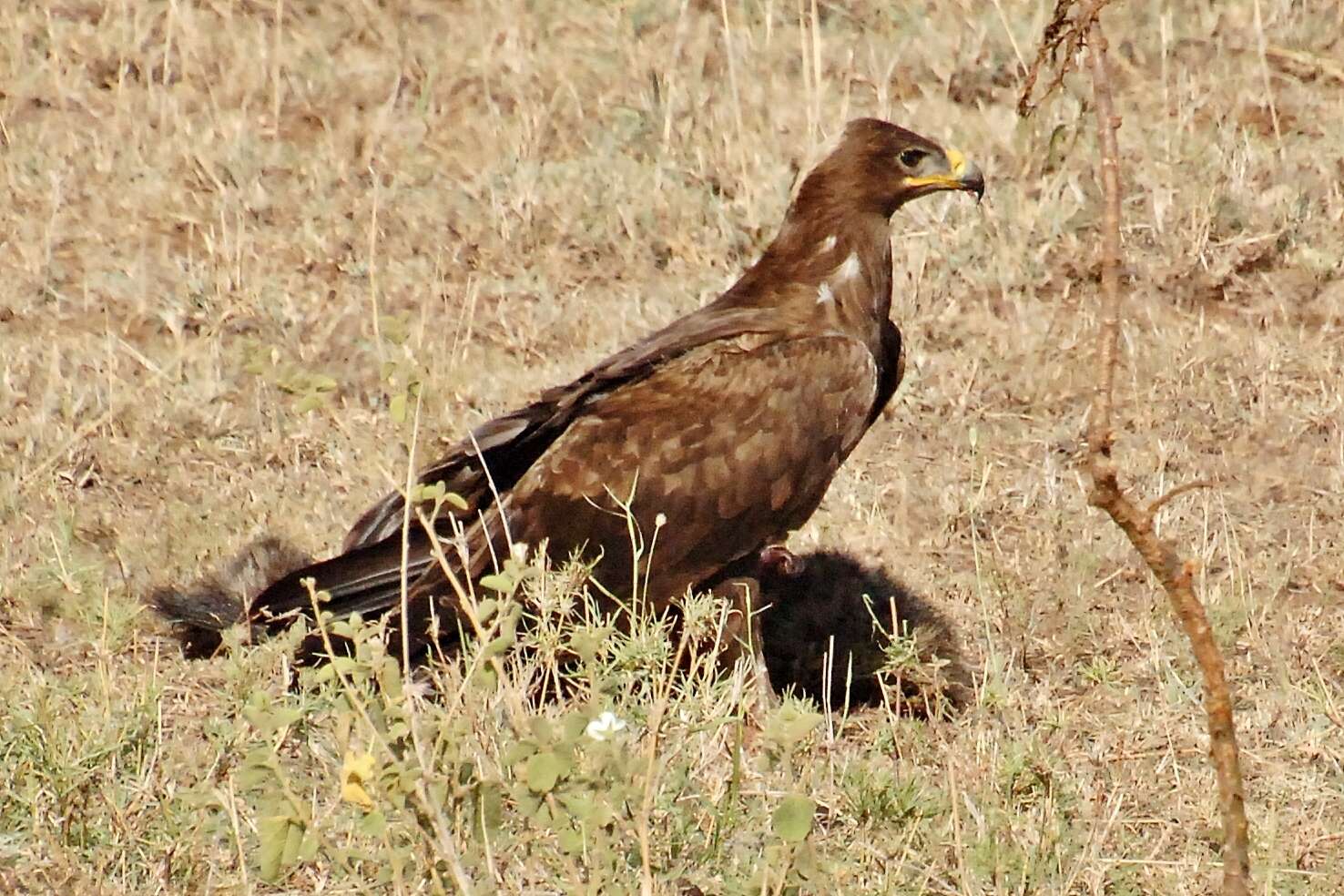 Image of Steppe Eagle