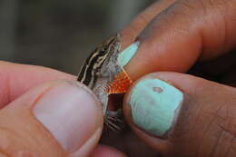 Image of Five-striped grass anole