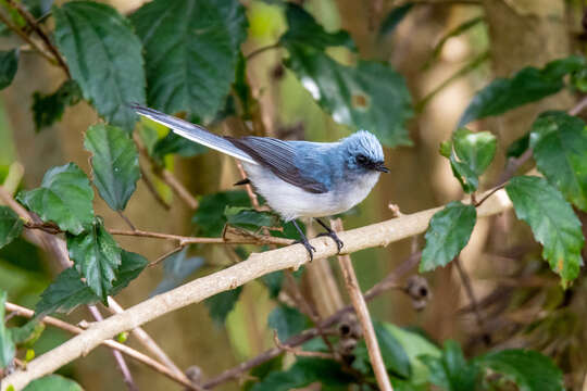 Image of White-tailed Blue Flycatcher