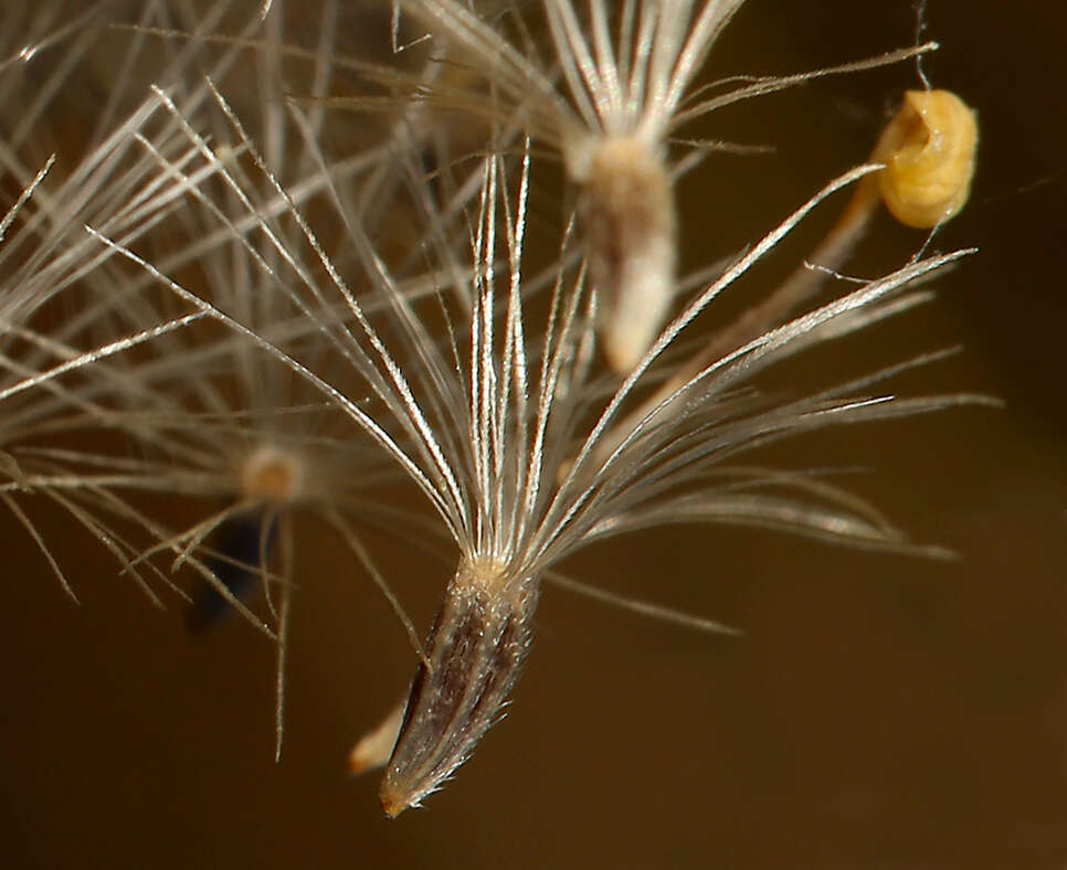 Imagem de Pyrrocoma racemosa var. sessiliflora (E. Greene) Mayes ex G. K. Brown & D. J. Keil