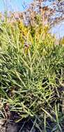 Image of spiny wattle