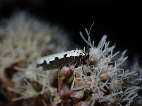 Image of Ethmia bipunctella Fabricius 1775