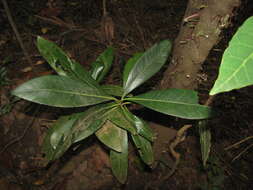 Image of Ixora cauliflora Montrouz.