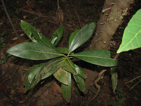 Image of Ixora cauliflora Montrouz.