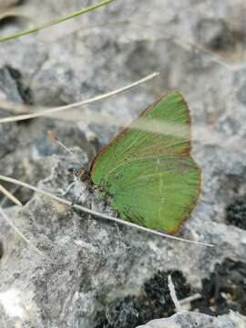 Plancia ëd Callophrys avis Chapman 1909