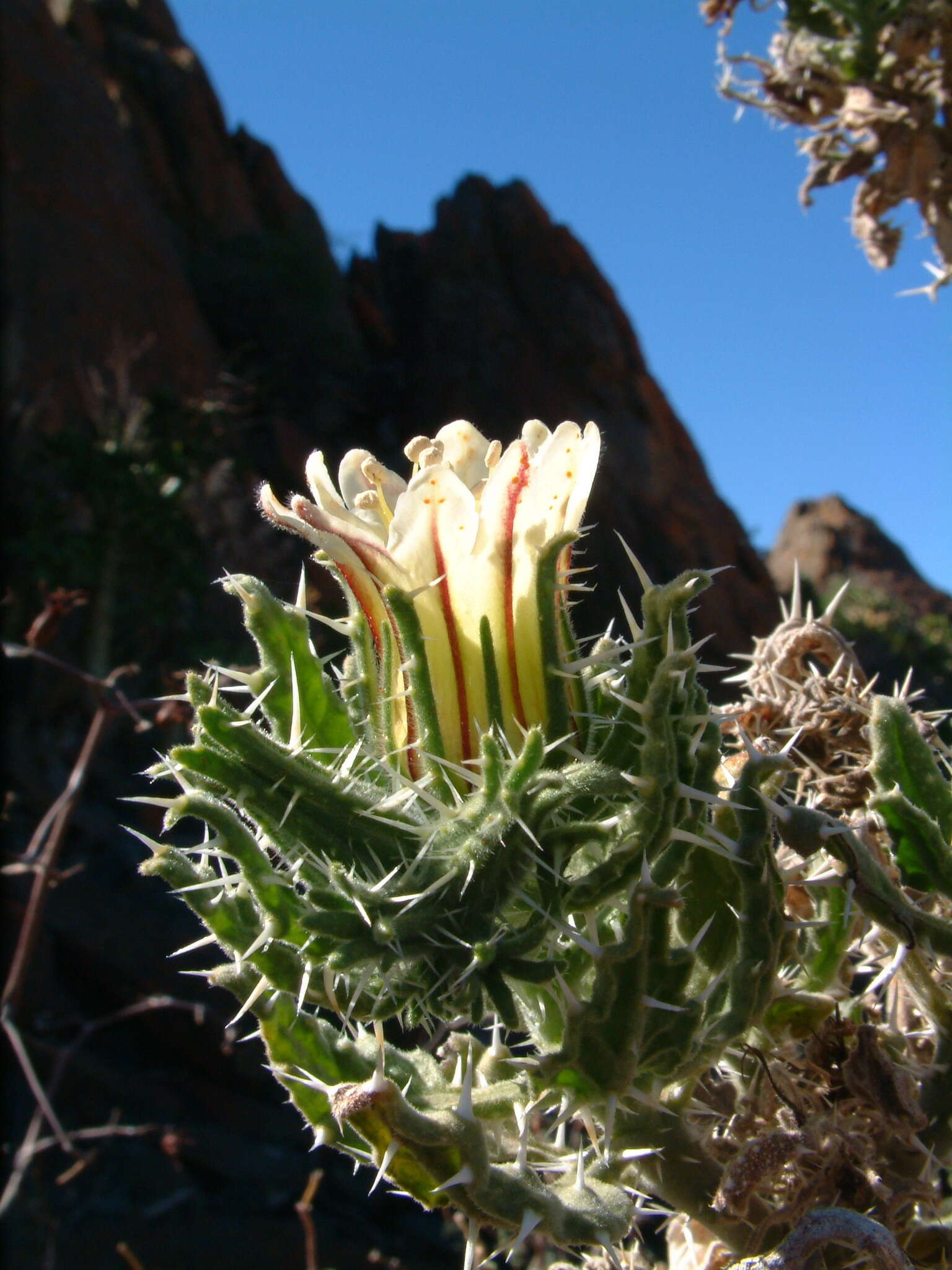 Image of Codon royenii L.